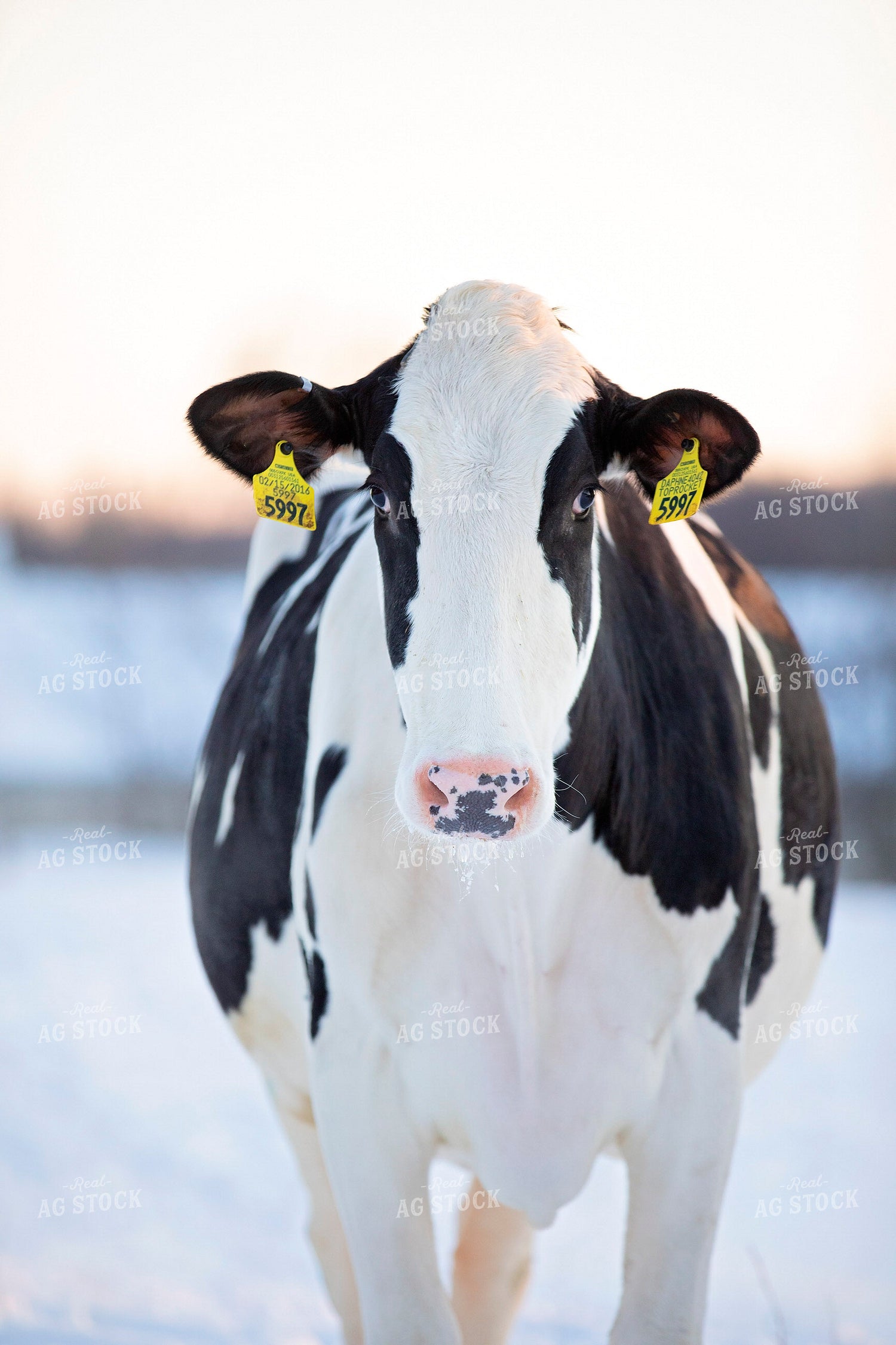 Dairy Cow in Snow 55043