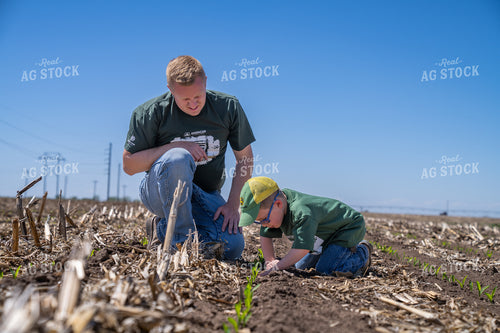 Father and Son Inspect Young Plants Together in a Cultivated Field 65374