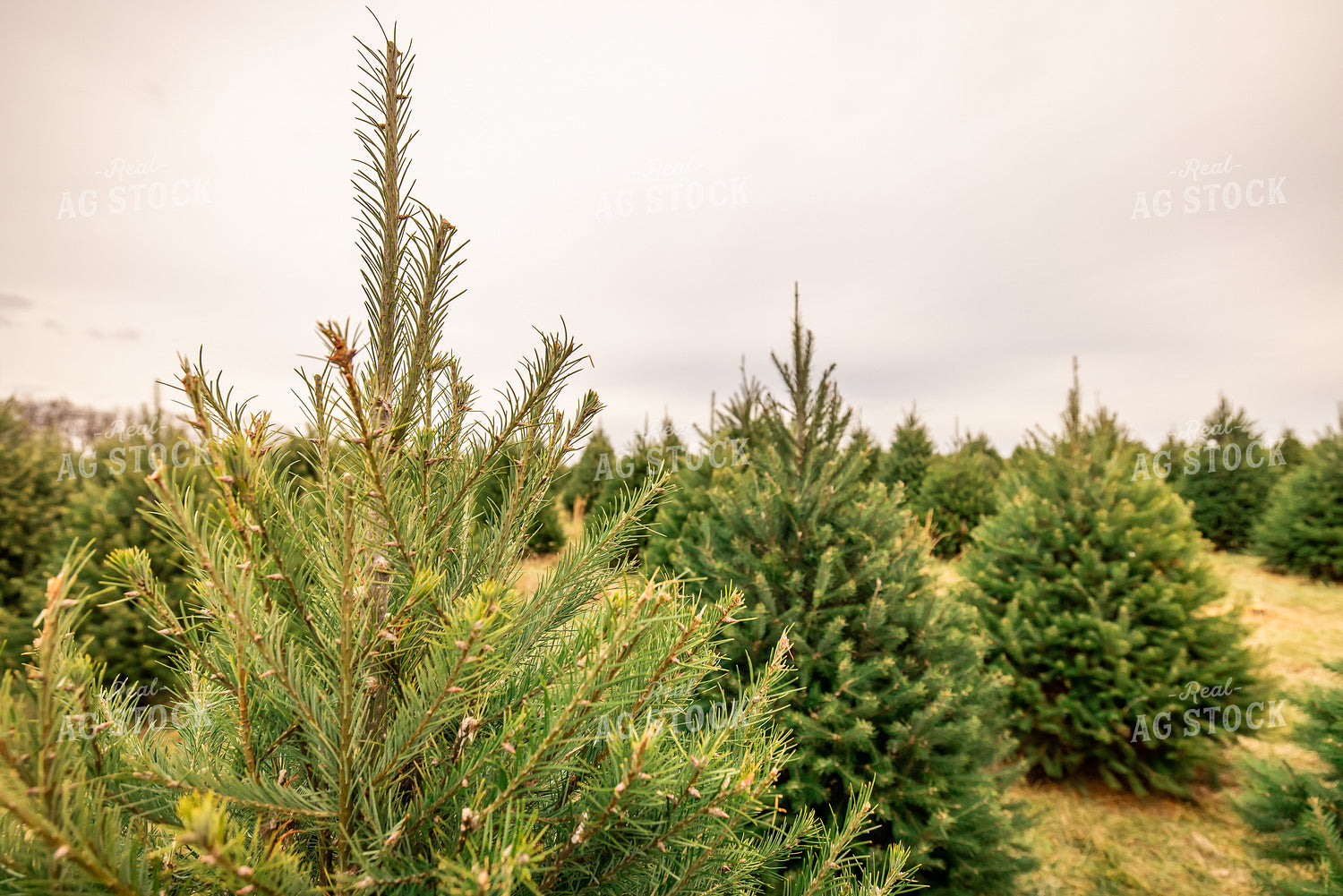 Evergreen Trees 270123