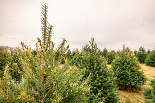 Evergreen Trees 270123