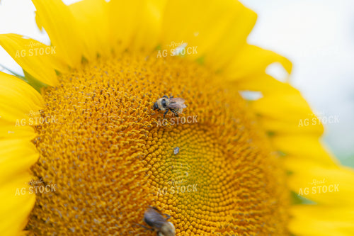 Sunflower and Bee 295206