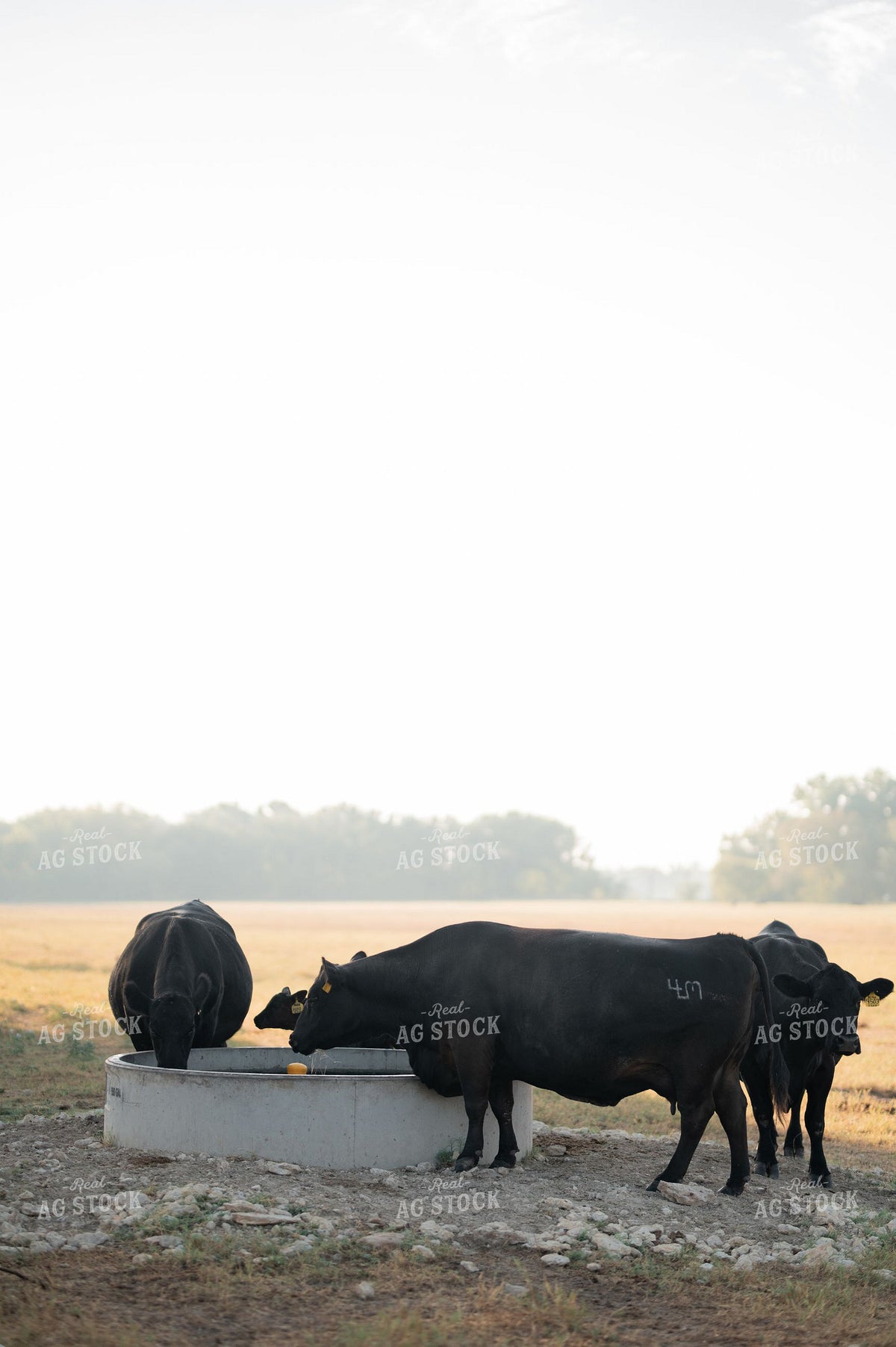 Black Angus Cattle Drinking at a Stock Tank in Morning Fog 402043