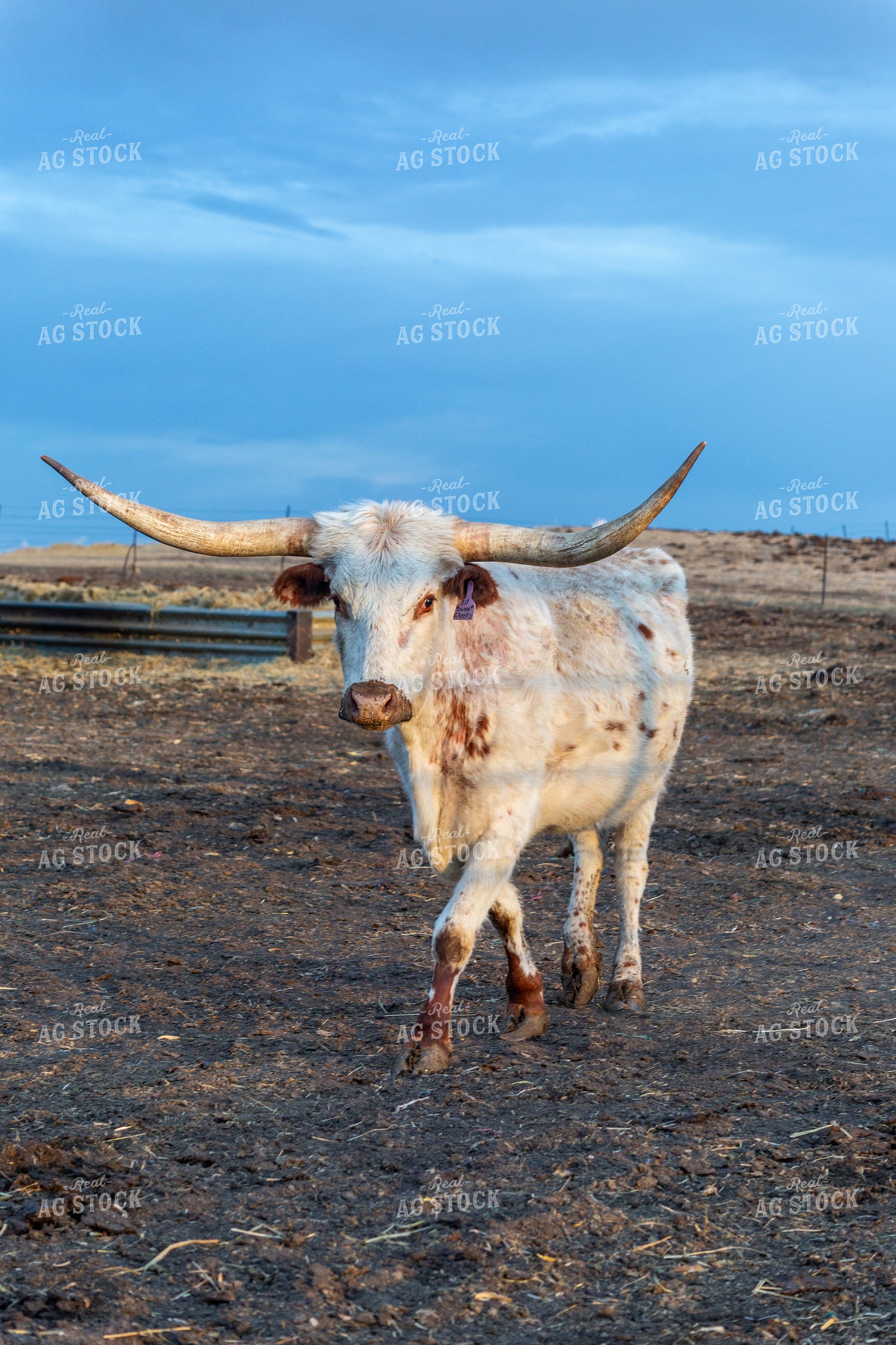 Longhorn Cow 155364
