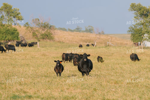 Black Angus Cattle on Pasture 68290
