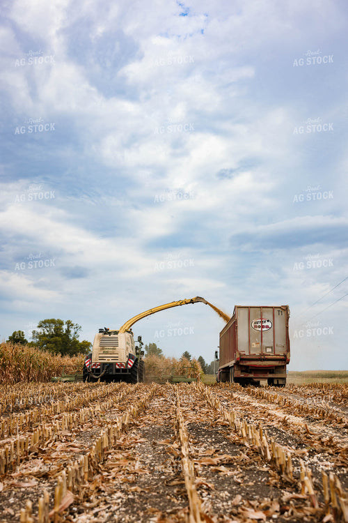 Silage Harvest 152307