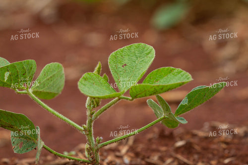 Cotton Seedling 79014