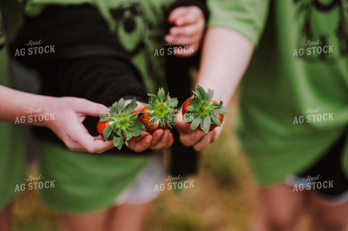 Holding Strawberries 125095