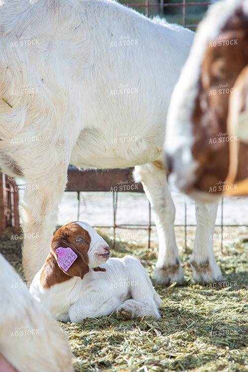 Goat Kids 134060