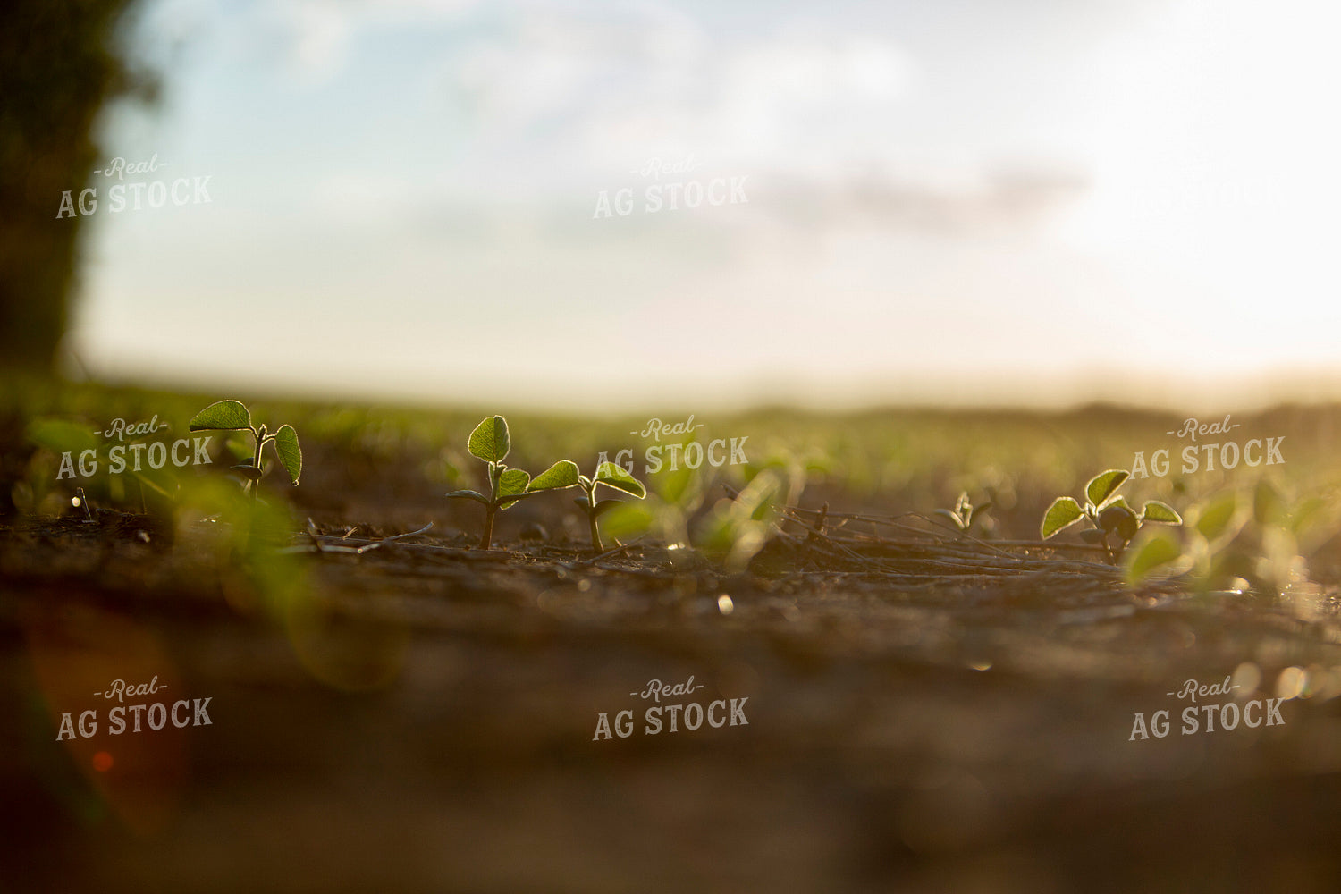 Soybeans - Early Growth 1414