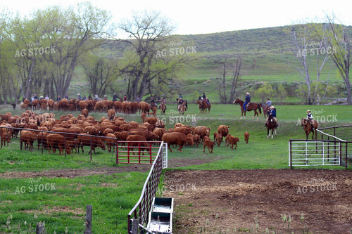 Cattlemen and Angus Cattle 63061