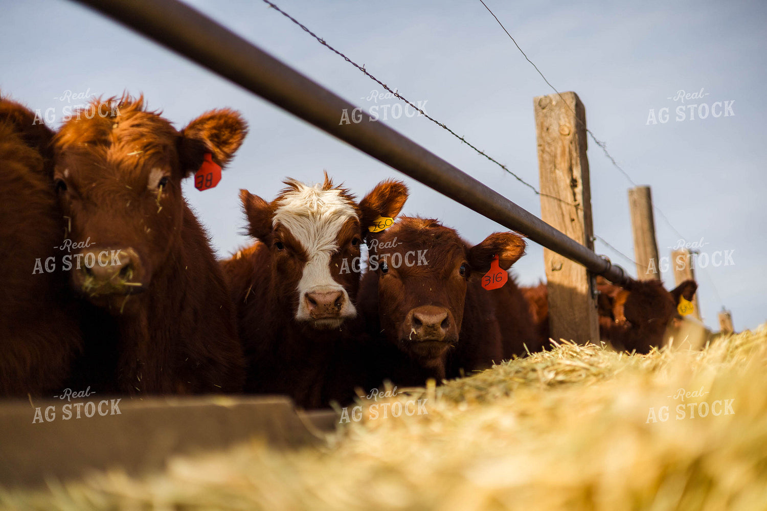 Cattle at Feed Bunk 97266