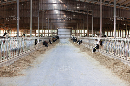 Holstein Cattle in Dairy Barn Alley 132170