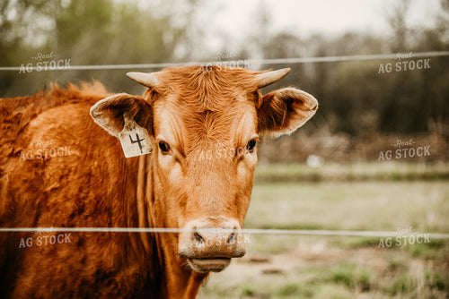 Hereford Red Angus Cow 64126