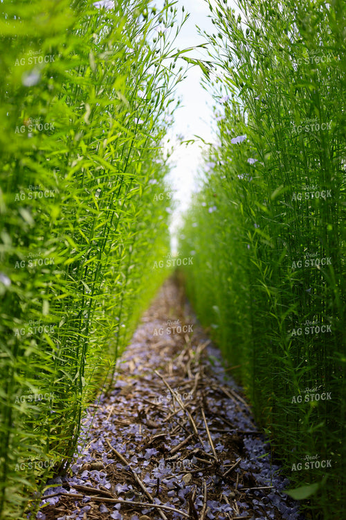 Flax 187192