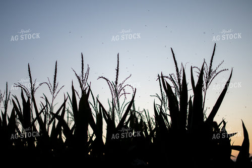 Corn Tassels Silhouette 50332
