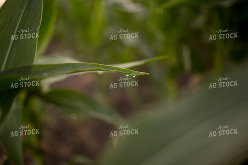 Corn - Mid-Season 1203