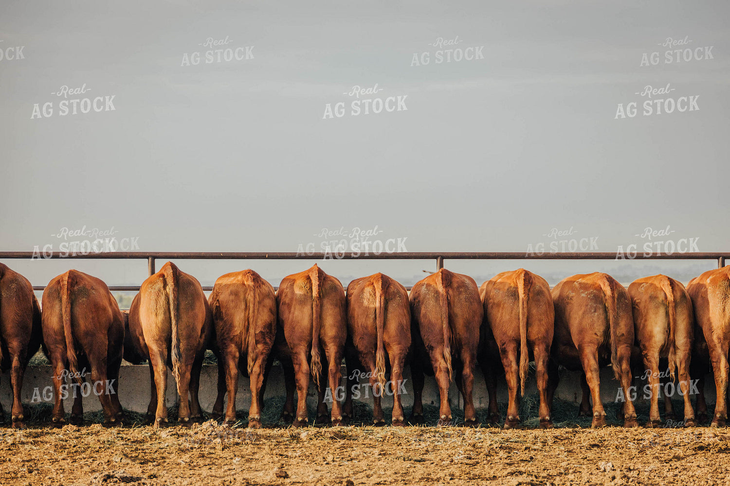 Angus Cattle Eating Out of Trough 97057