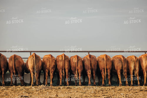 Angus Cattle Eating Out of Trough 97057