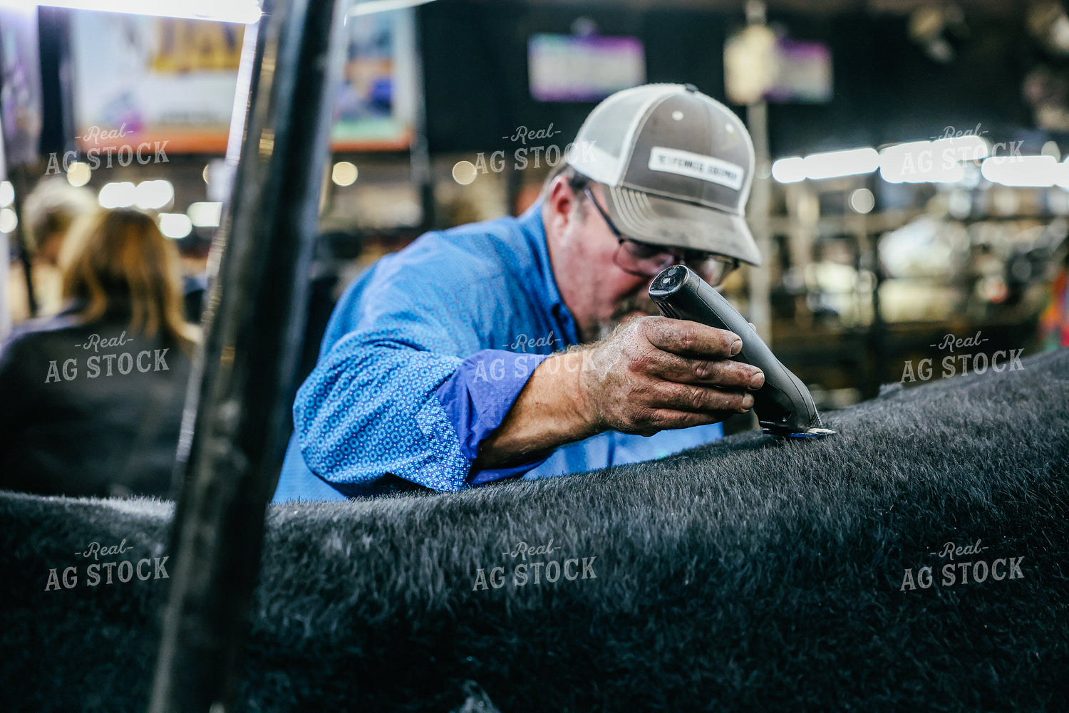 Clipping Cattle 90163