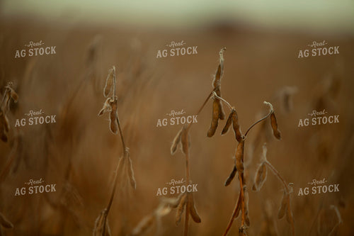 Soybeans - Dry 1598