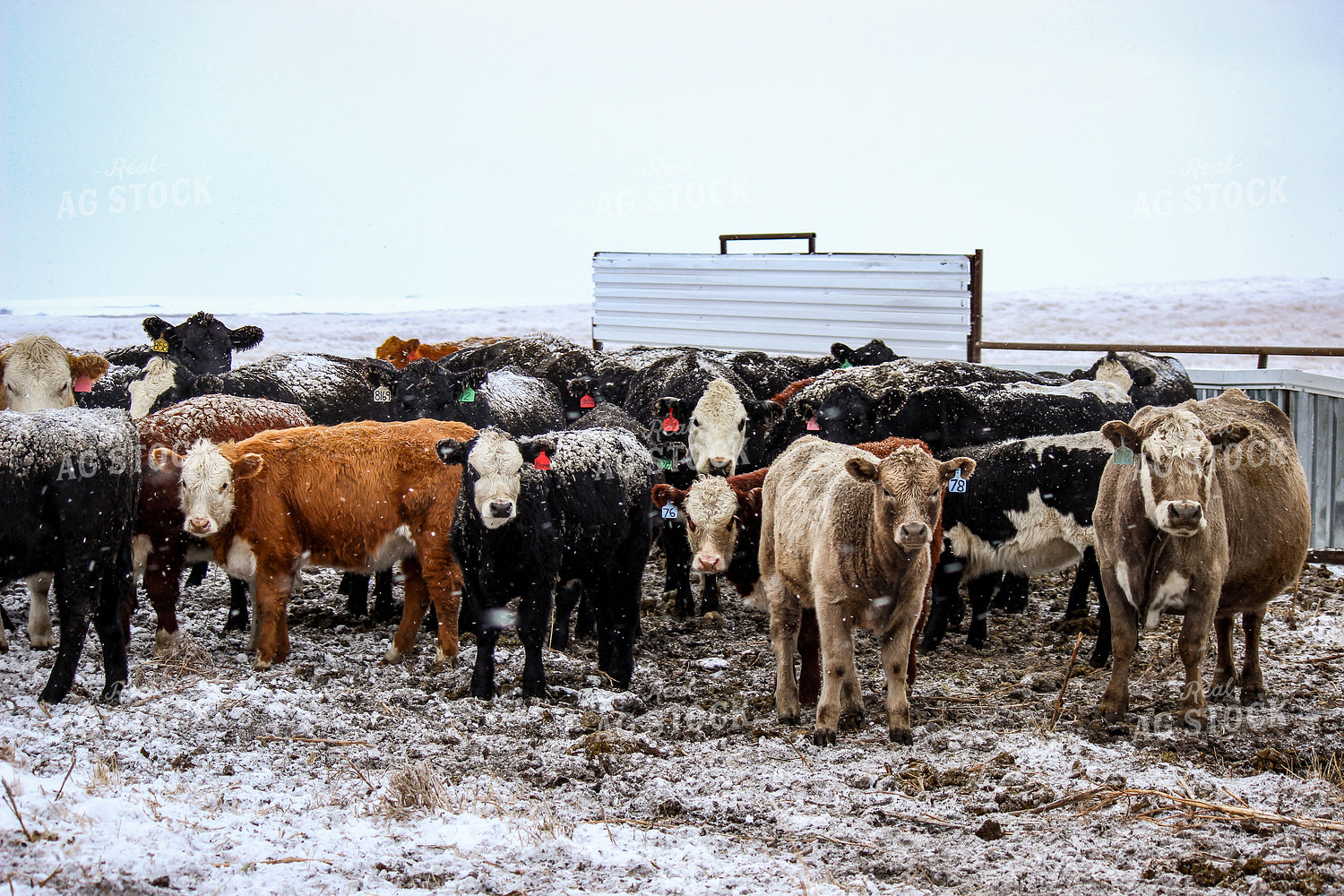 Cattle 155015