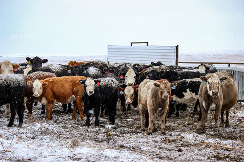 Cattle 155015