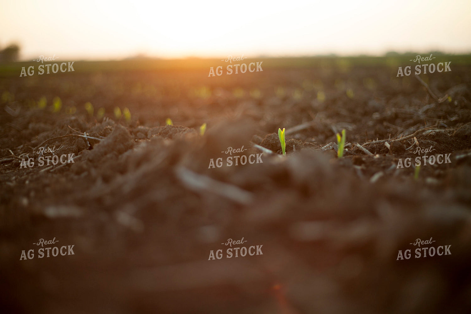 Corn - Early Growth 1153