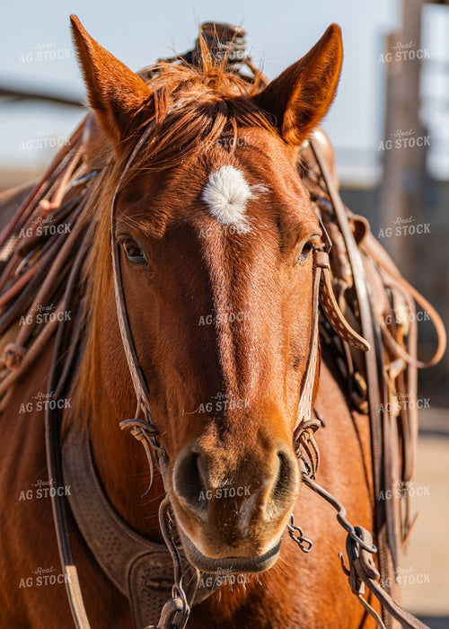 Horse 231041