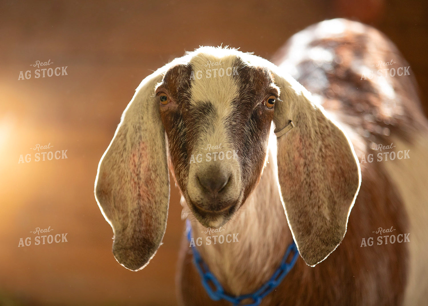 Dairy Goat 55397