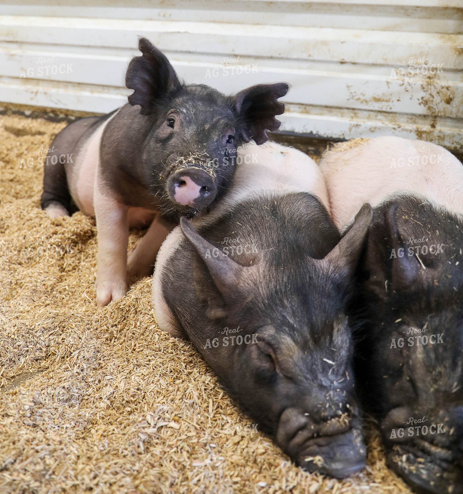 Hampshire Piglets 160014