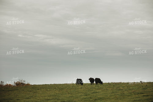 Angus Cattle in Pasture 3548