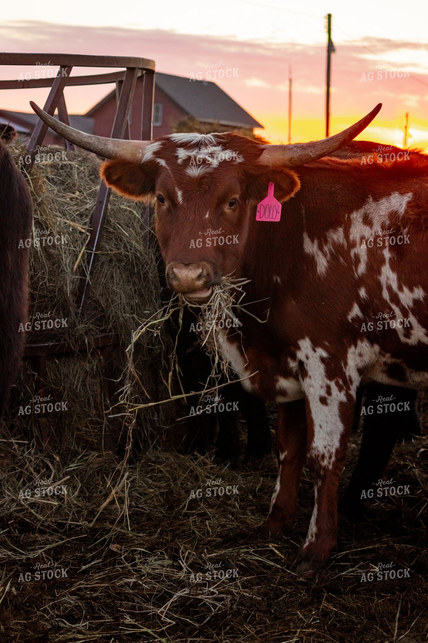 Longhorn Cow 155080