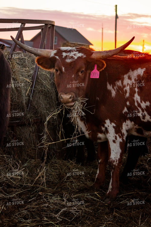 Longhorn Cow 155080