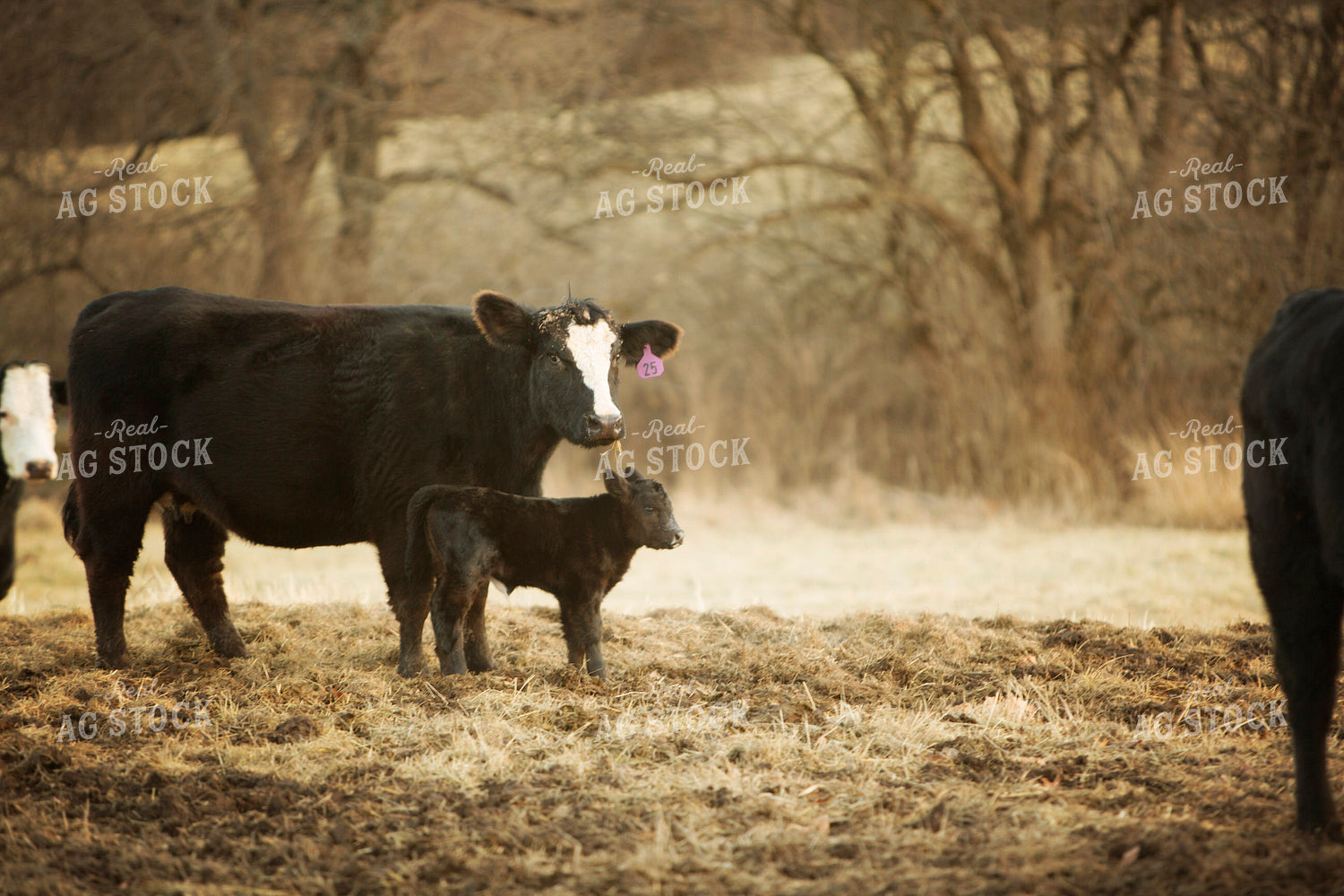 Cow/Calf Angus