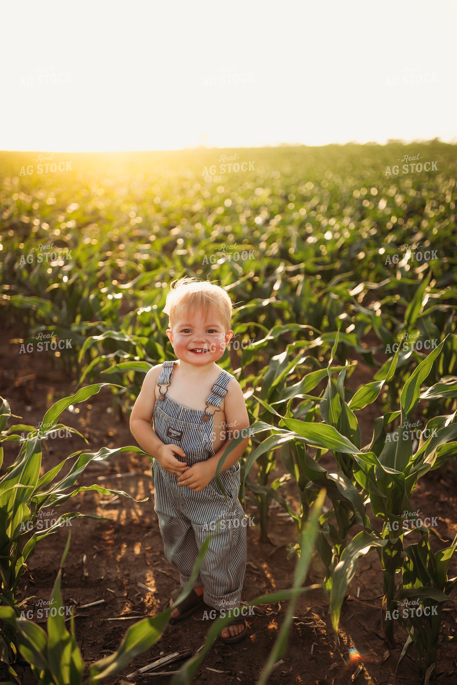 Farm Kid in Corn Field 285061