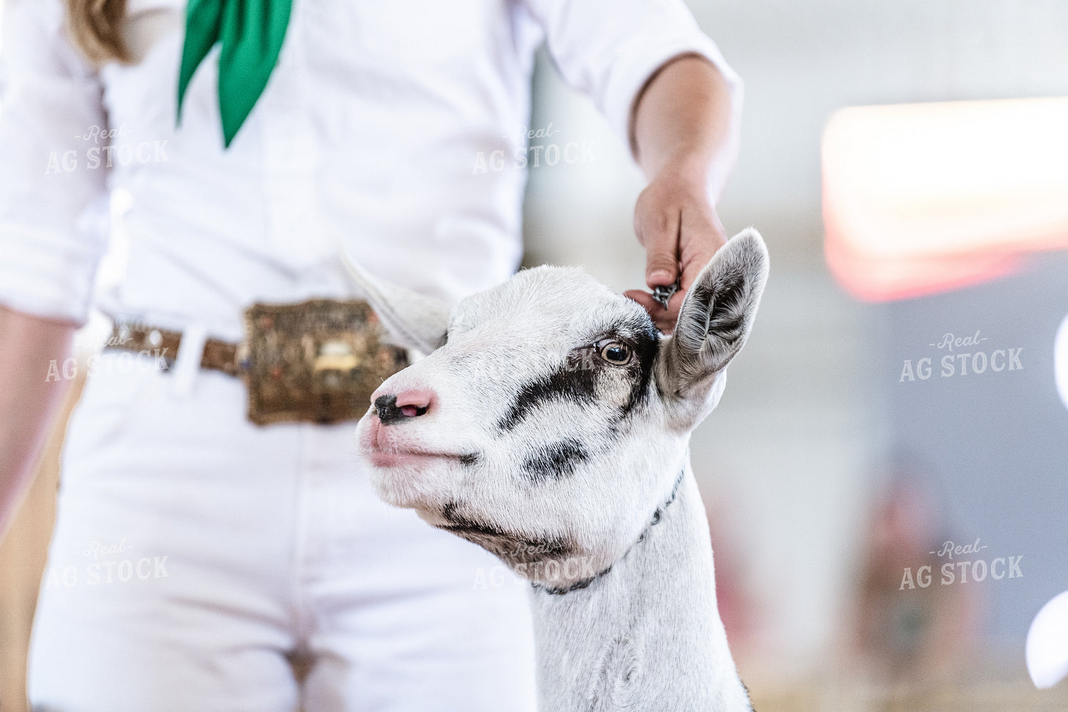 Goat in Show Ring 107002
