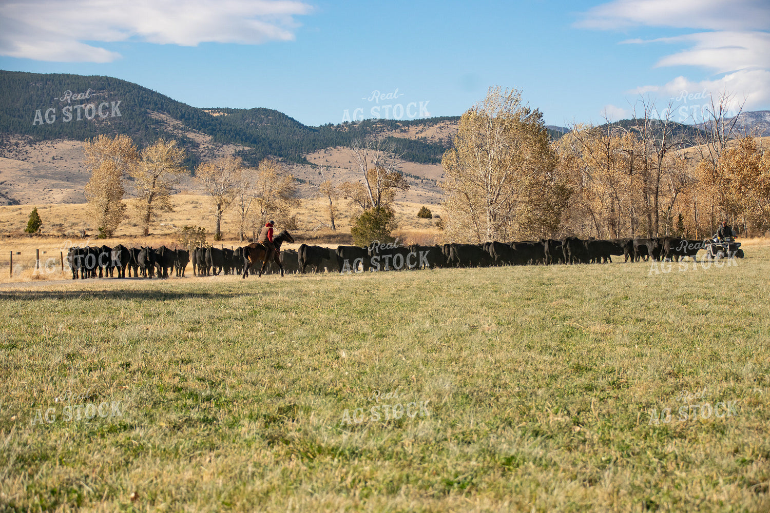 Moving Cattle with Horse and ATV 51019