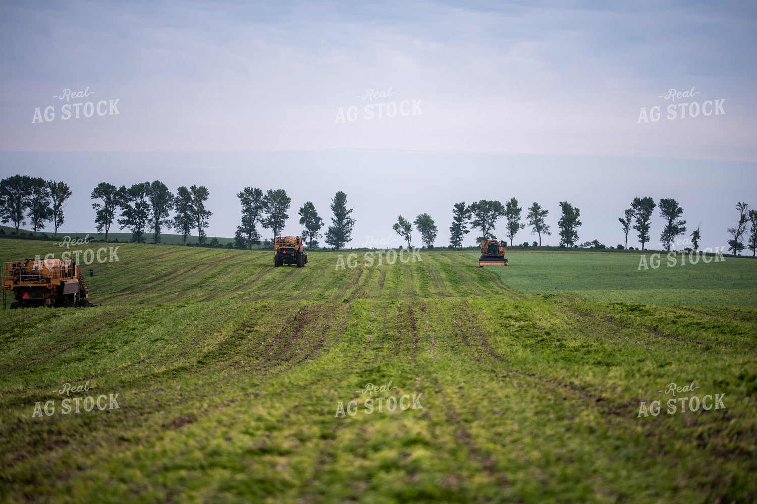 Harvesting Peas 76179