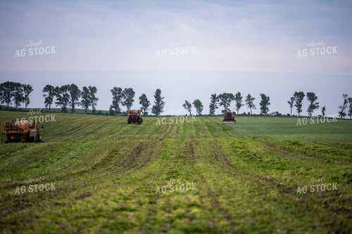 Harvesting Peas 76179