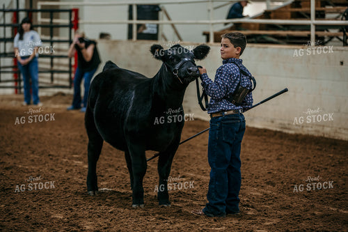 Farm Kid Showing Cow 98035