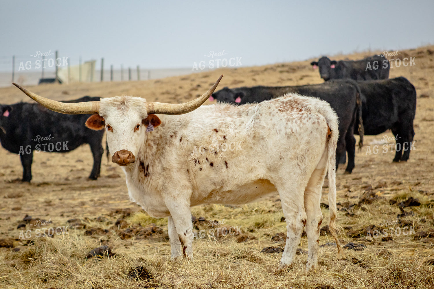 Longhorn Cow 155339
