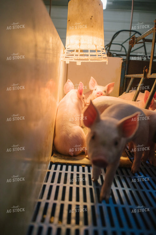 Piglets in Farrowing Stall 3251