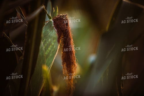 Pollinated Ear of Corn 3207