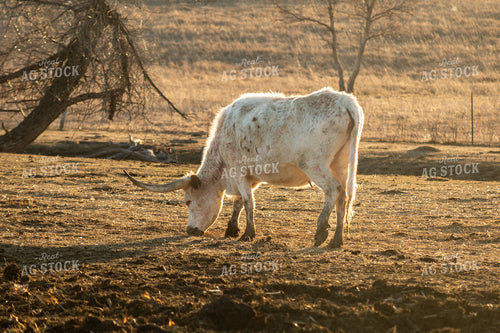 Calving Season 155538