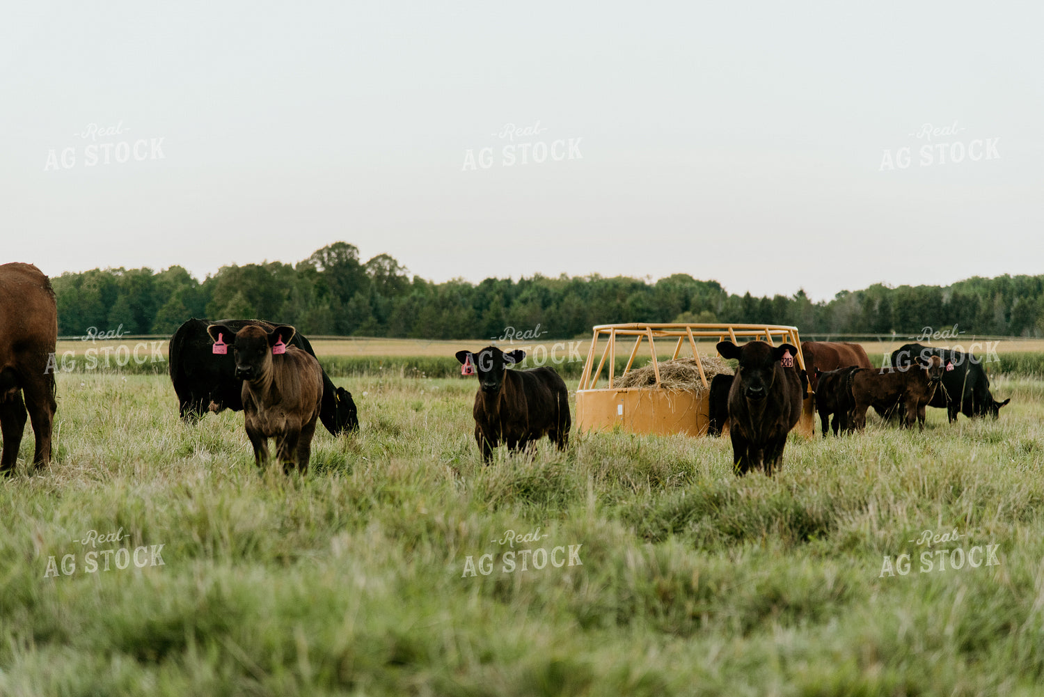 Cattle and Calves in Pasture 118008