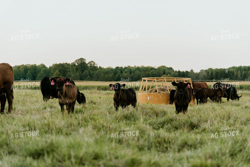 Cattle and Calves in Pasture 118008