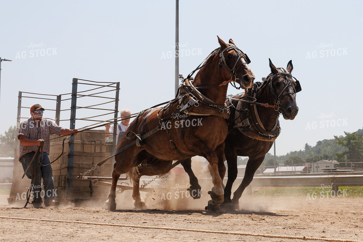 Horse Pulling 52909