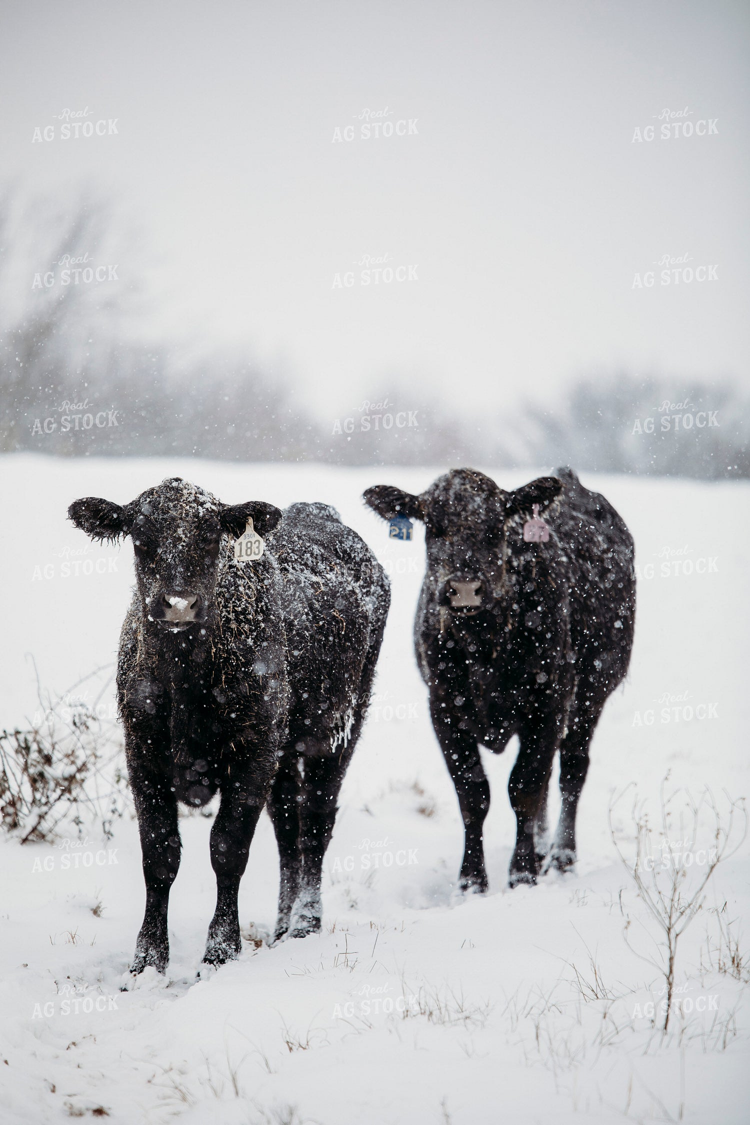 Cattle in Snow 203073