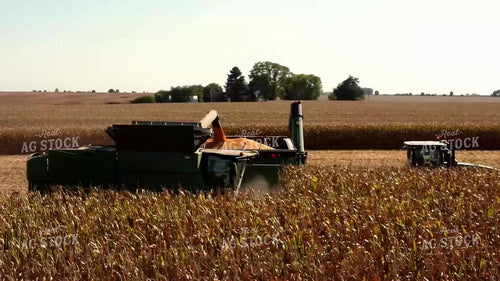 Corn Harvest 287041