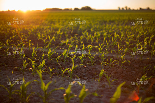 Corn - Early Growth 1087